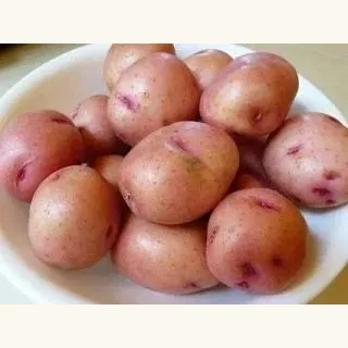 Картофель Синеглазка фото 3