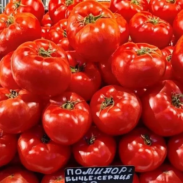 Помидоры Бычье сердце фото 3