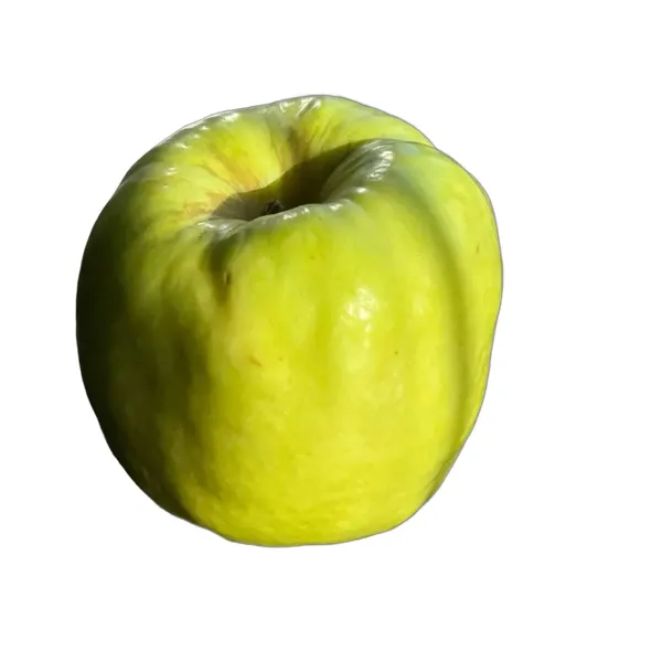 Яблоки Антоновка